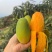 椰香芒果一件代发，果园直发