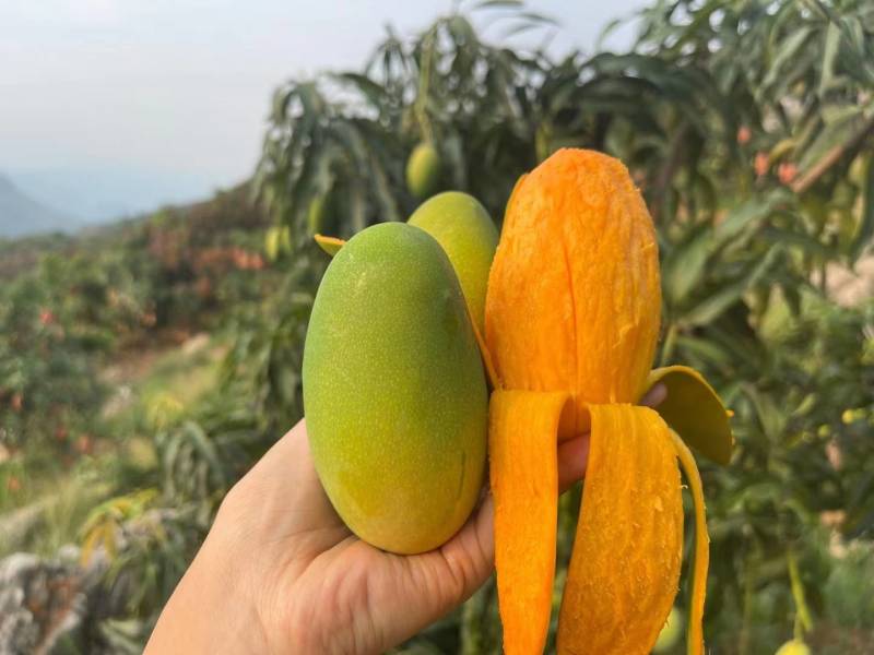 椰香芒果一件代发，果园直发