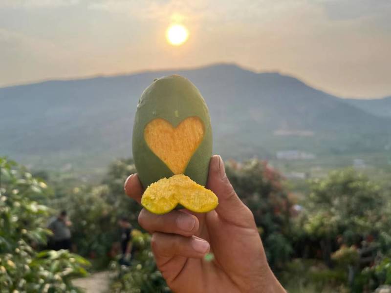 椰香芒果一件代发，果园直发