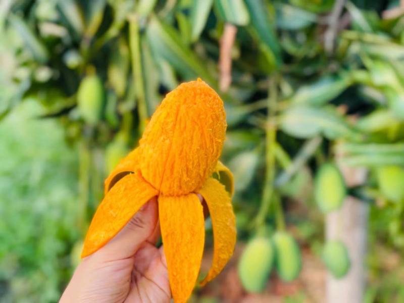 椰香芒果一件代发，果园直发
