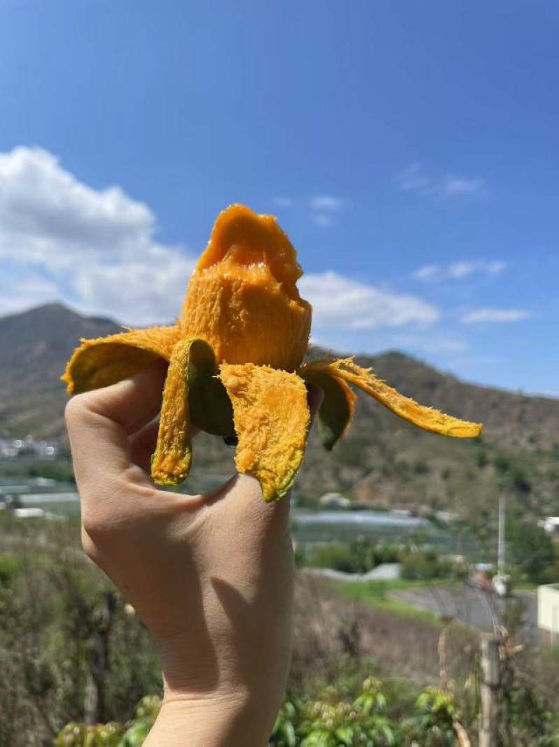 椰香芒果一件代发，果园直发