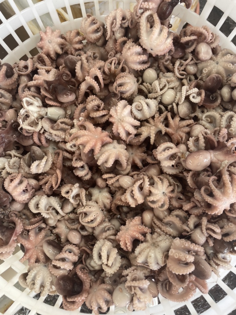 半熟八爪鱼