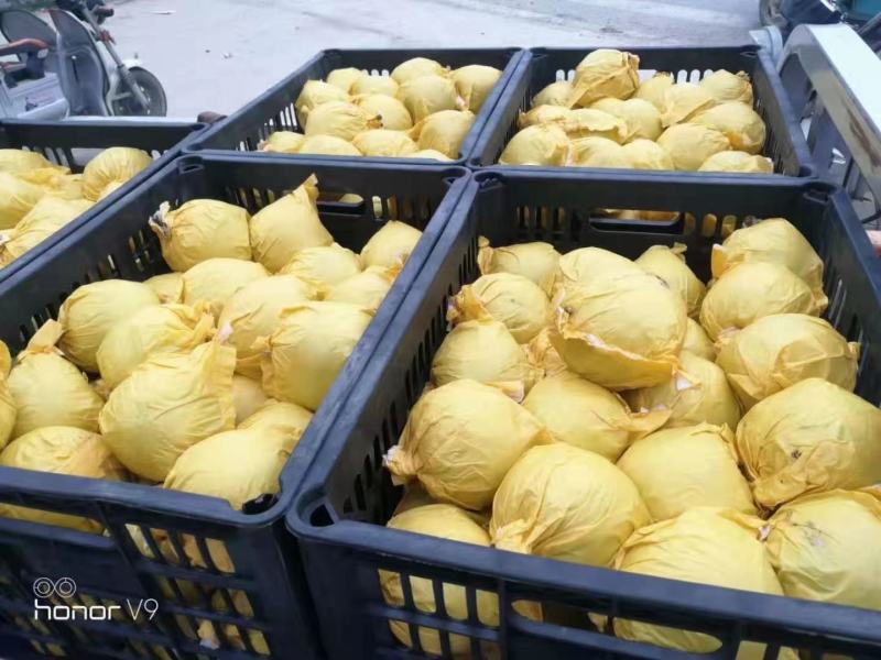 【热卖中】砀山翠玉梨、肉质细腻、个头均匀、量大从优、现摘现发