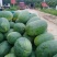 开封龙卷风西瓜一手货源大量供应包熟包甜质量保证