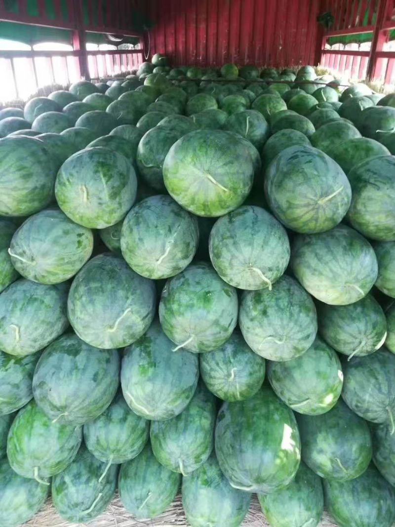 开封龙卷风西瓜一手货源大量供应包熟包甜质量保证