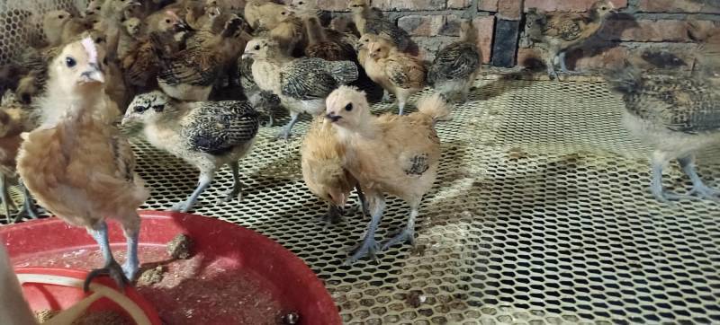 青脚土鸡脱温苗青年鸡架子鸡半大苗适合放养不要保温