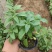 鼠尾草蓝花鼠尾草基地直供