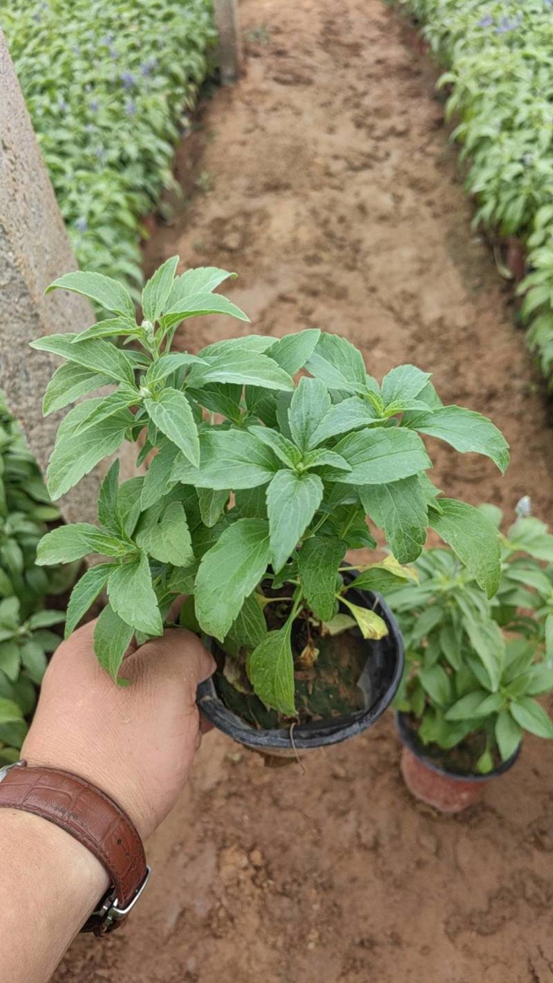 鼠尾草蓝花鼠尾草基地直供