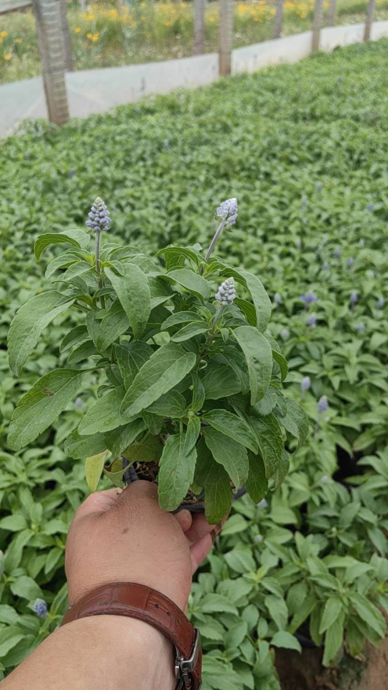 鼠尾草蓝花鼠尾草基地直供