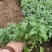 鼠尾草蓝花鼠尾草基地直供