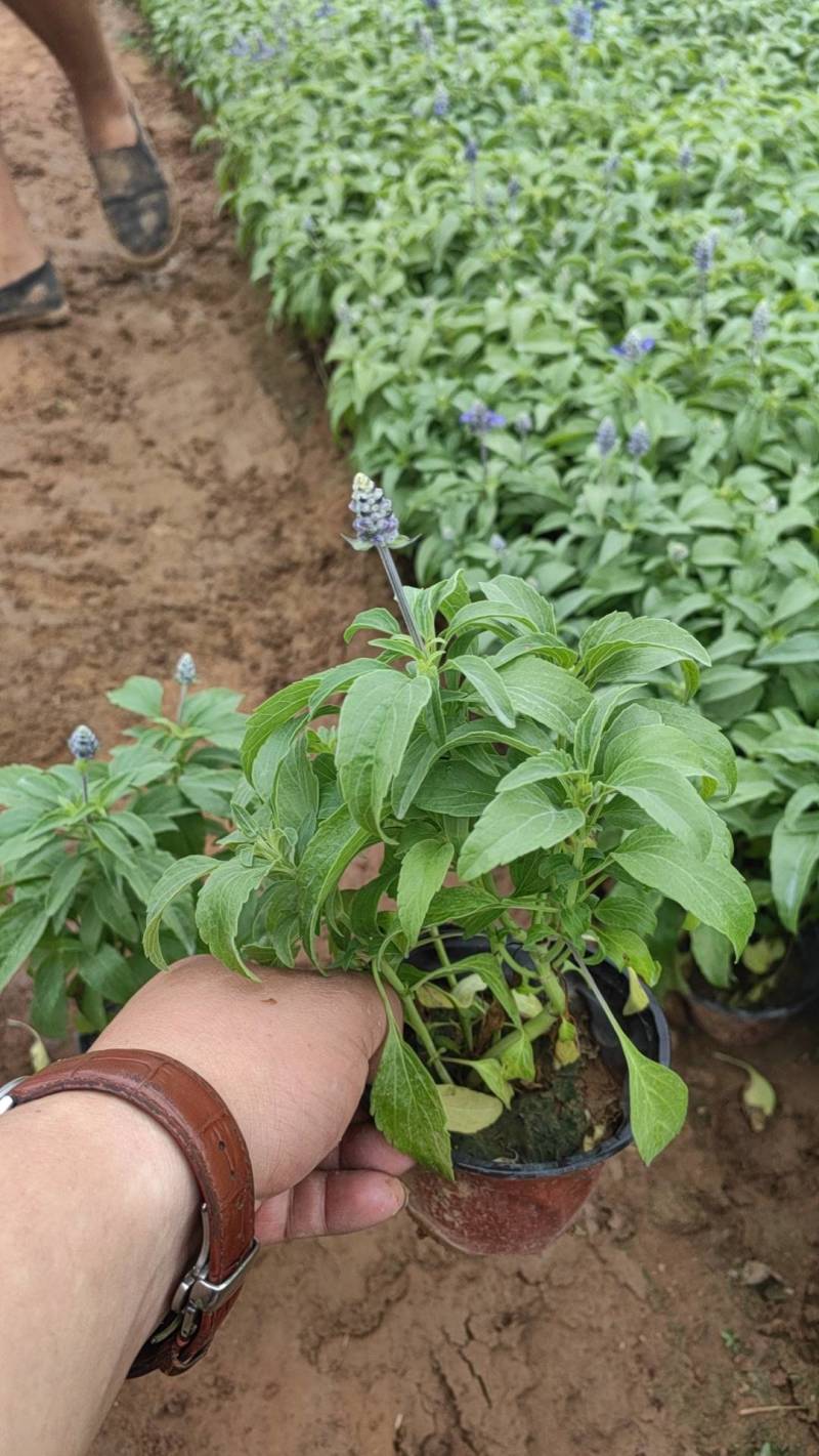 鼠尾草蓝花鼠尾草基地直供