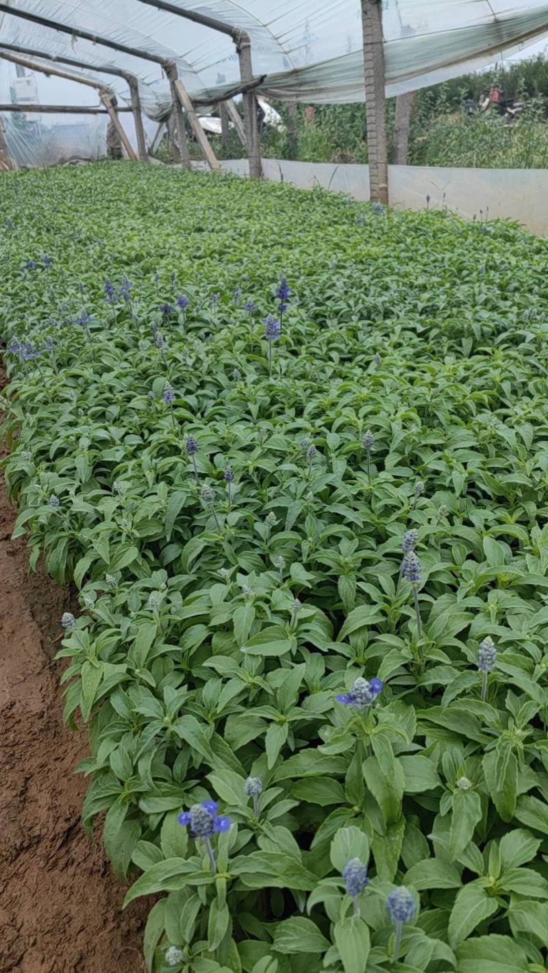 鼠尾草蓝花鼠尾草基地直供