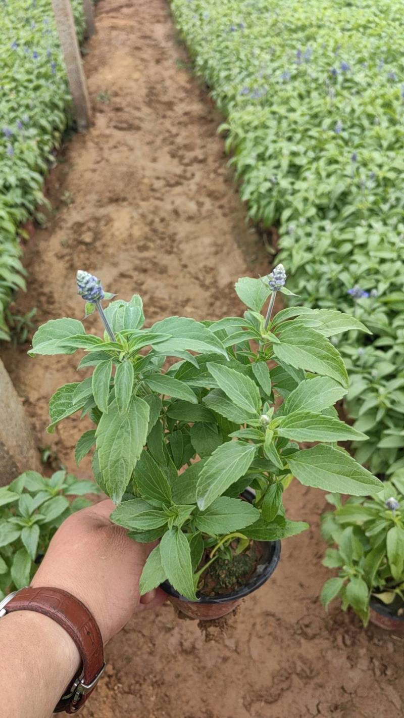 鼠尾草蓝花鼠尾草基地直供