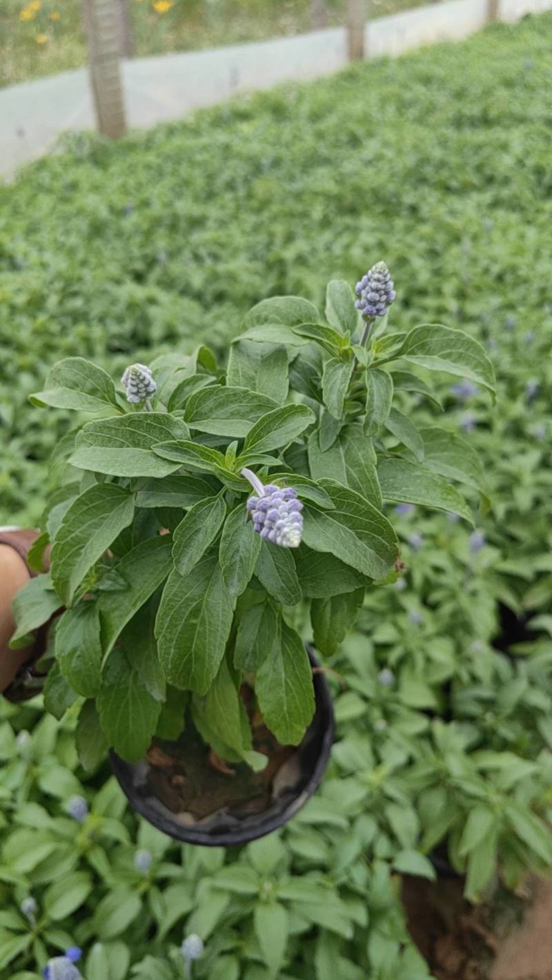 鼠尾草蓝花鼠尾草基地直供