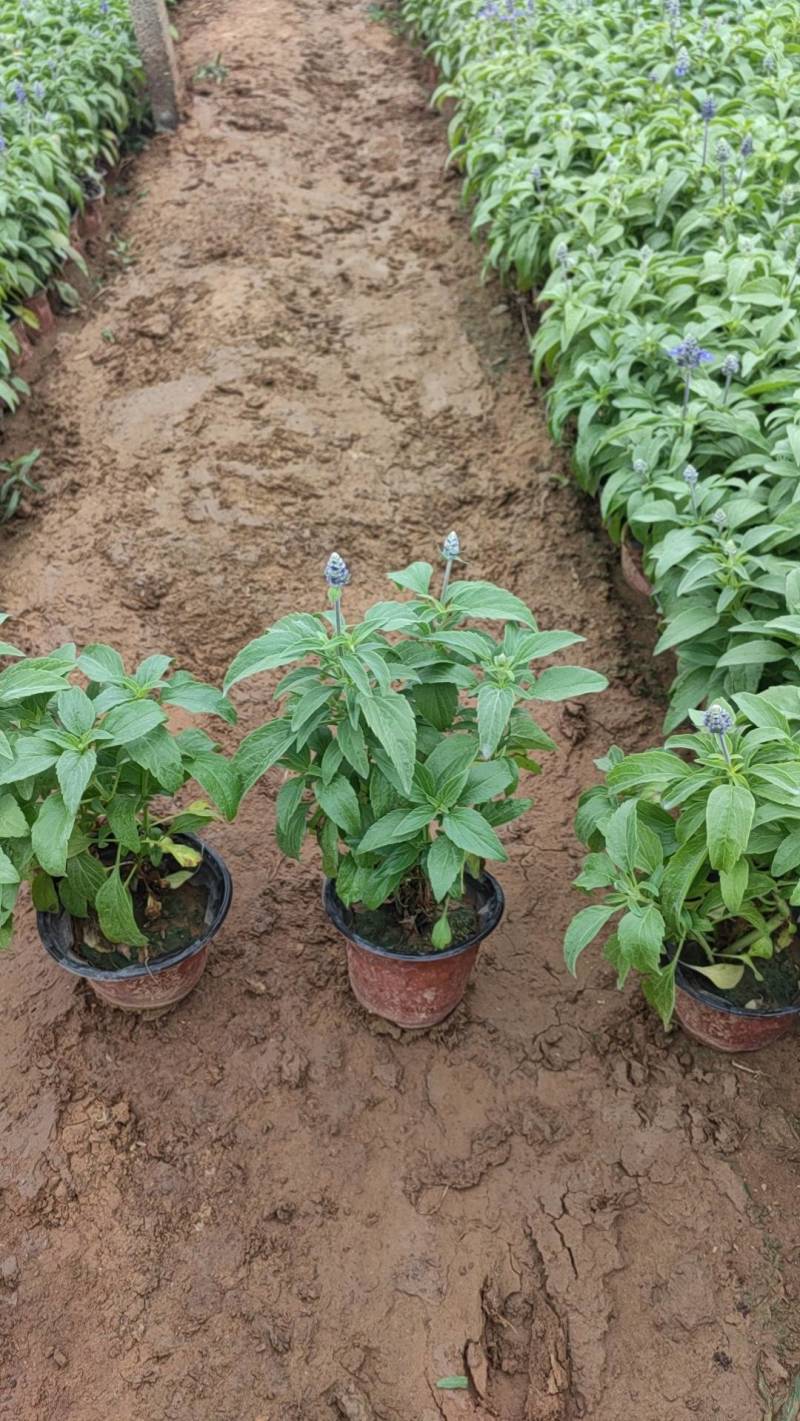 鼠尾草蓝花鼠尾草基地直供