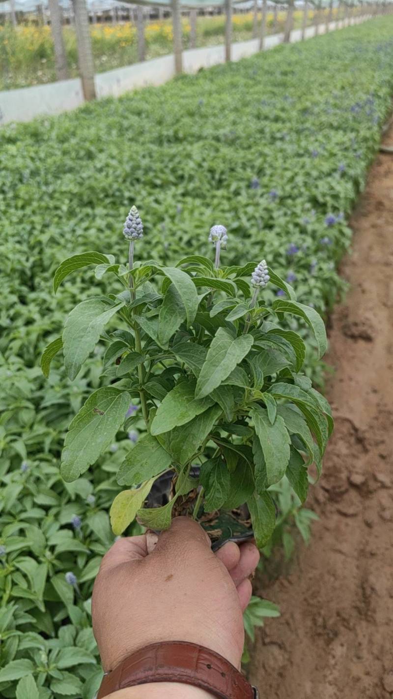 鼠尾草蓝花鼠尾草基地直供