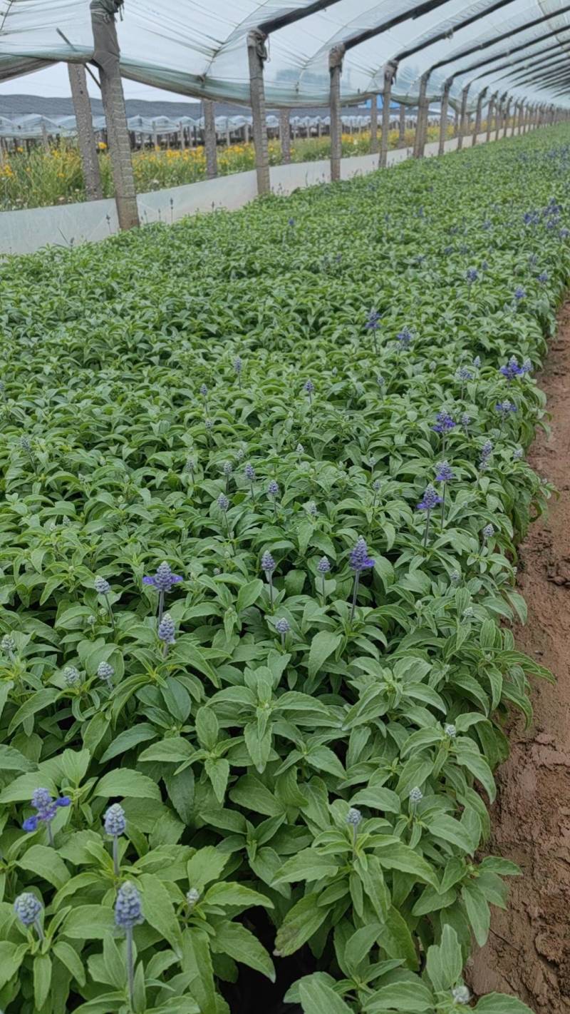 鼠尾草蓝花鼠尾草基地直供