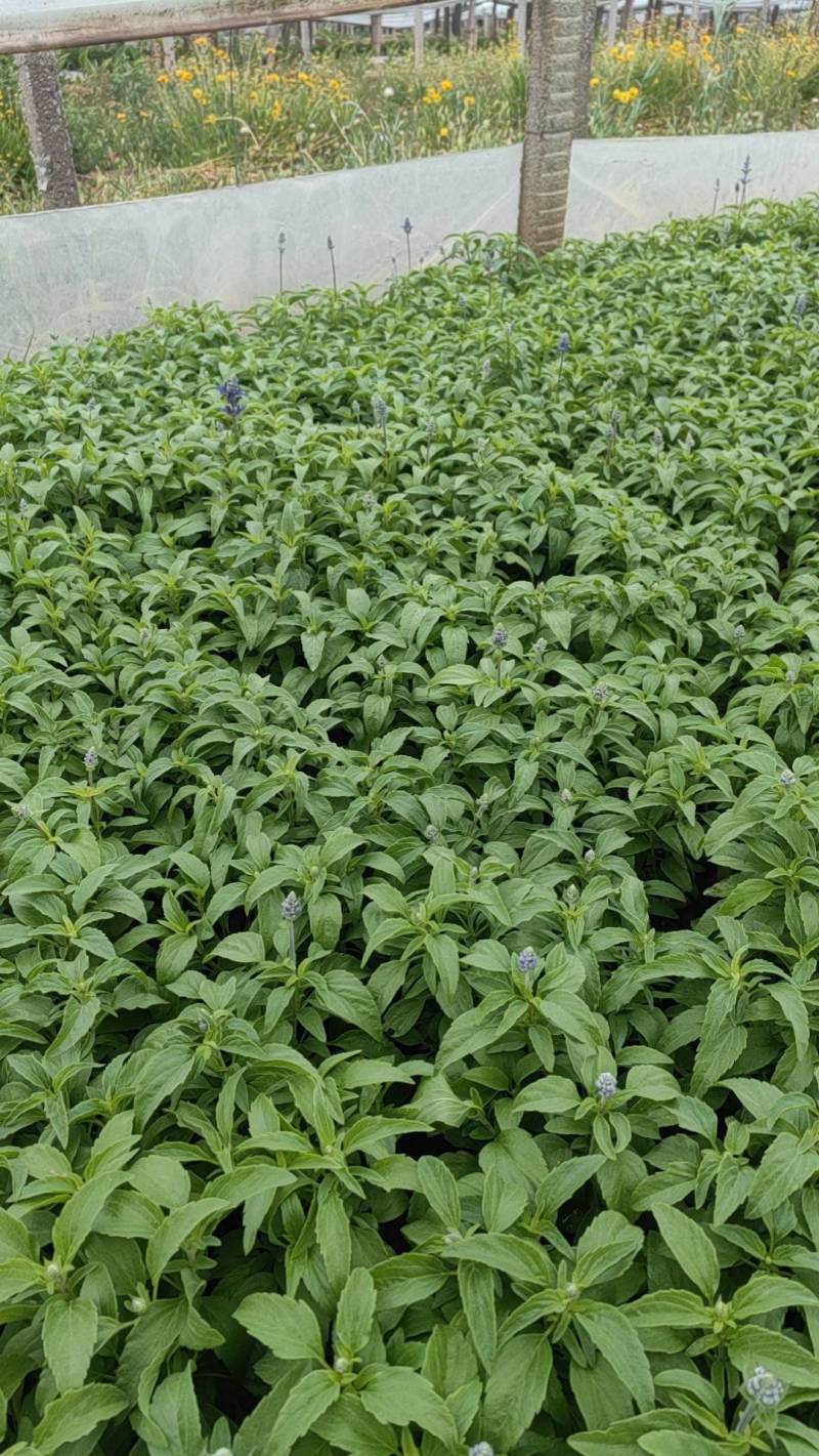 鼠尾草蓝花鼠尾草基地直供