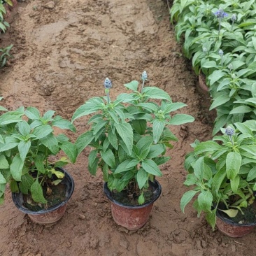 鼠尾草蓝花鼠尾草基地直供
