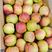 藤木苹果，河北主产区，脆甜，日供10万斤，一手货源。