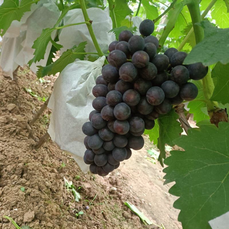 精美葡萄大量上市价格便宜货源充足