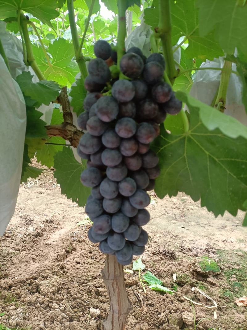 精美葡萄大量上市价格便宜货源充足