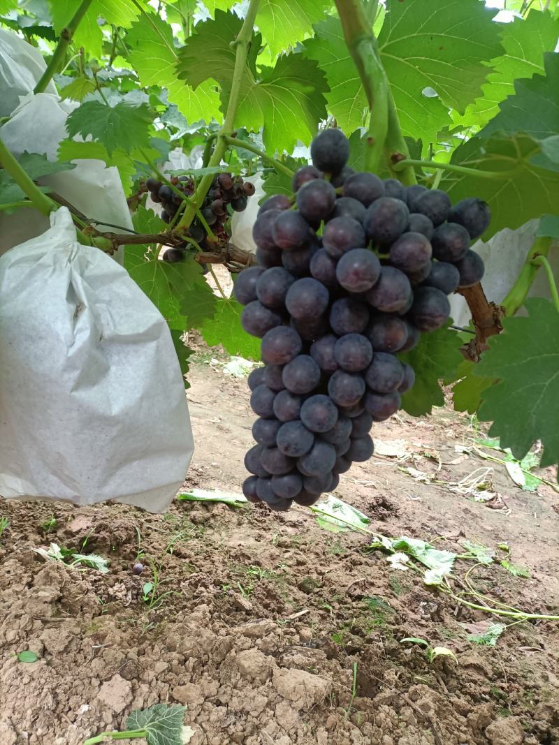 精美葡萄大量上市价格便宜货源充足