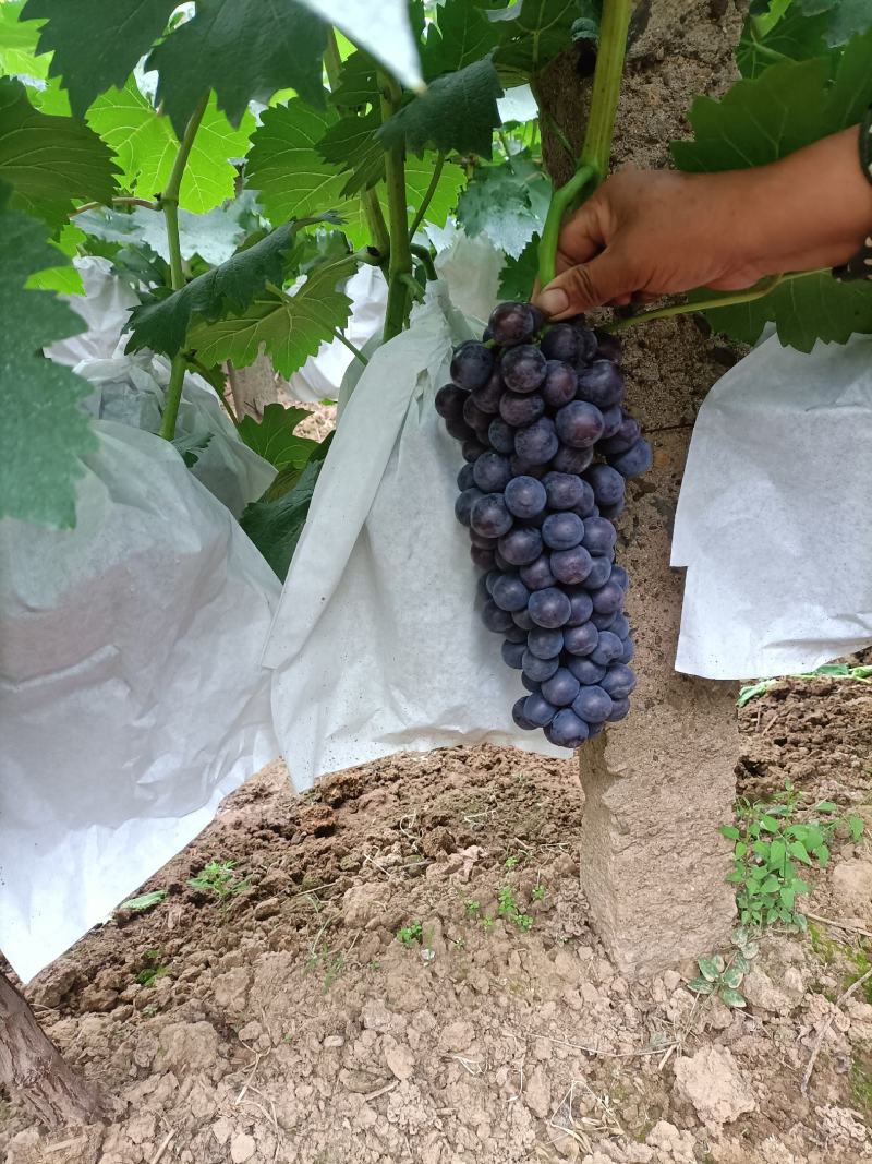 精美葡萄大量上市价格便宜货源充足
