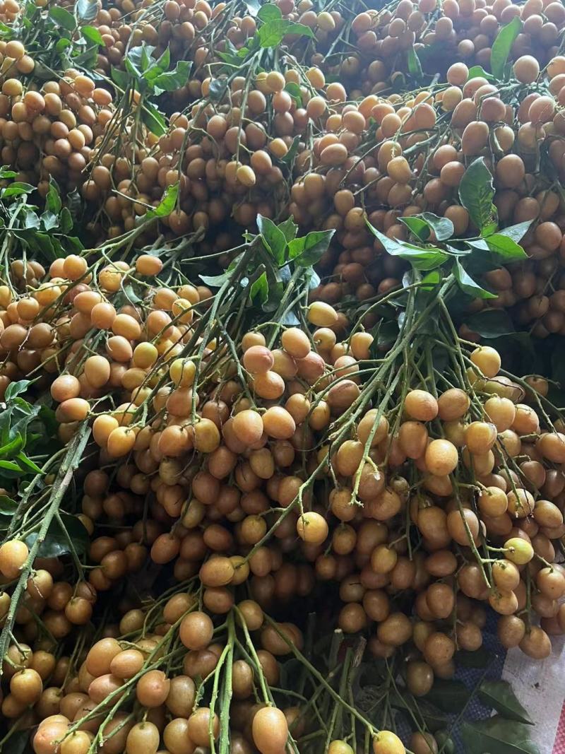 广西特产(黑黄皮果)又名黑金刚，广东人叫贵妃黄皮果