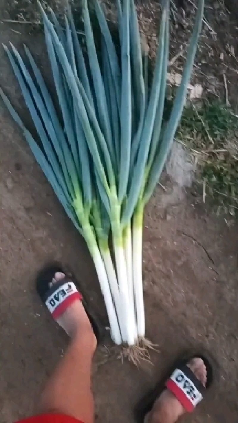 网包净葱，毛葱，大量有货需要的来