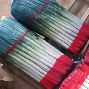 网包净葱，毛葱，大量有货需要的来