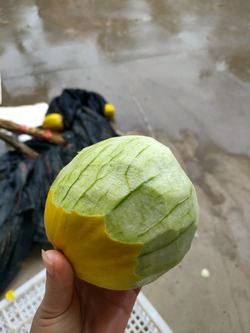 湖北丑八怪甜瓜产地现摘现发颜色好口感甜，可视频看货