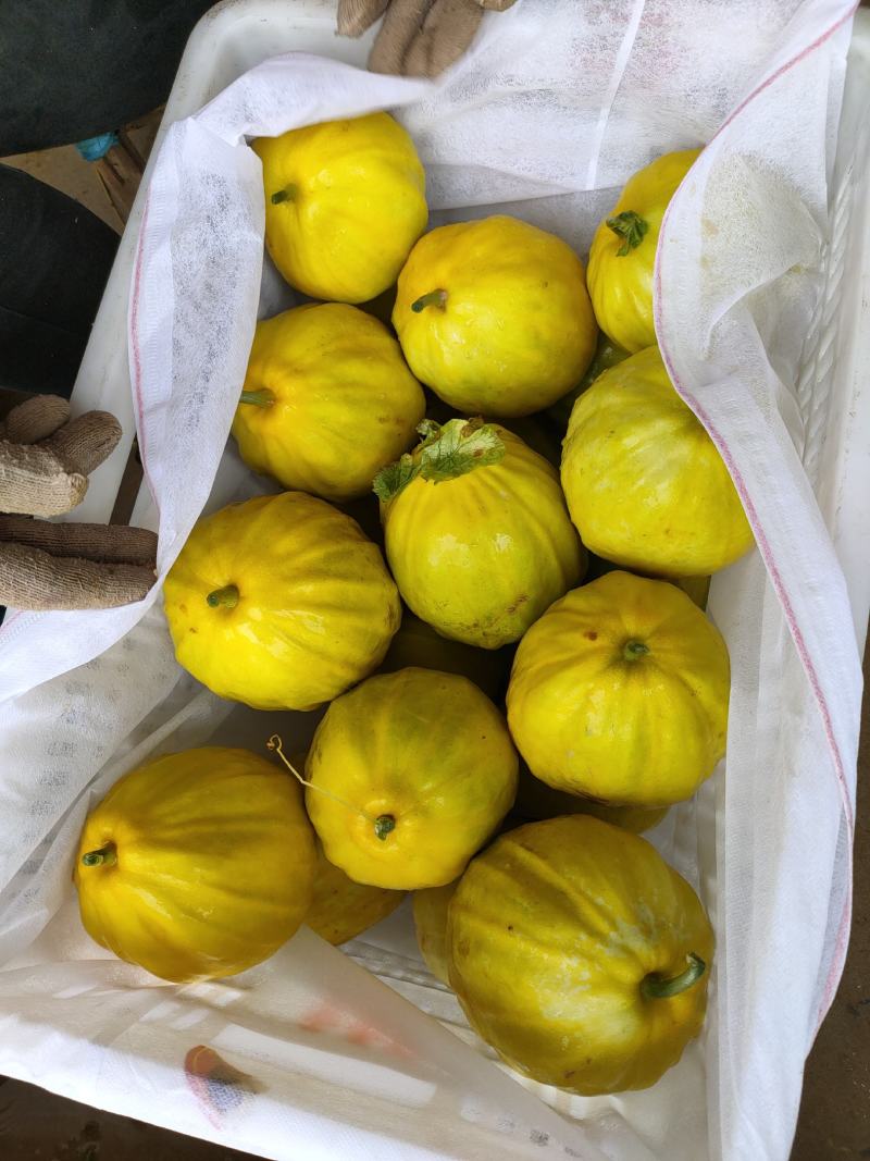 湖北丑八怪甜瓜产地现摘现发颜色好口感甜，可视频看货