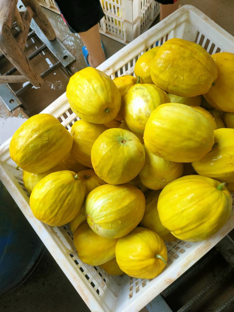 湖北丑八怪甜瓜产地现摘现发颜色好口感甜，可视频看货