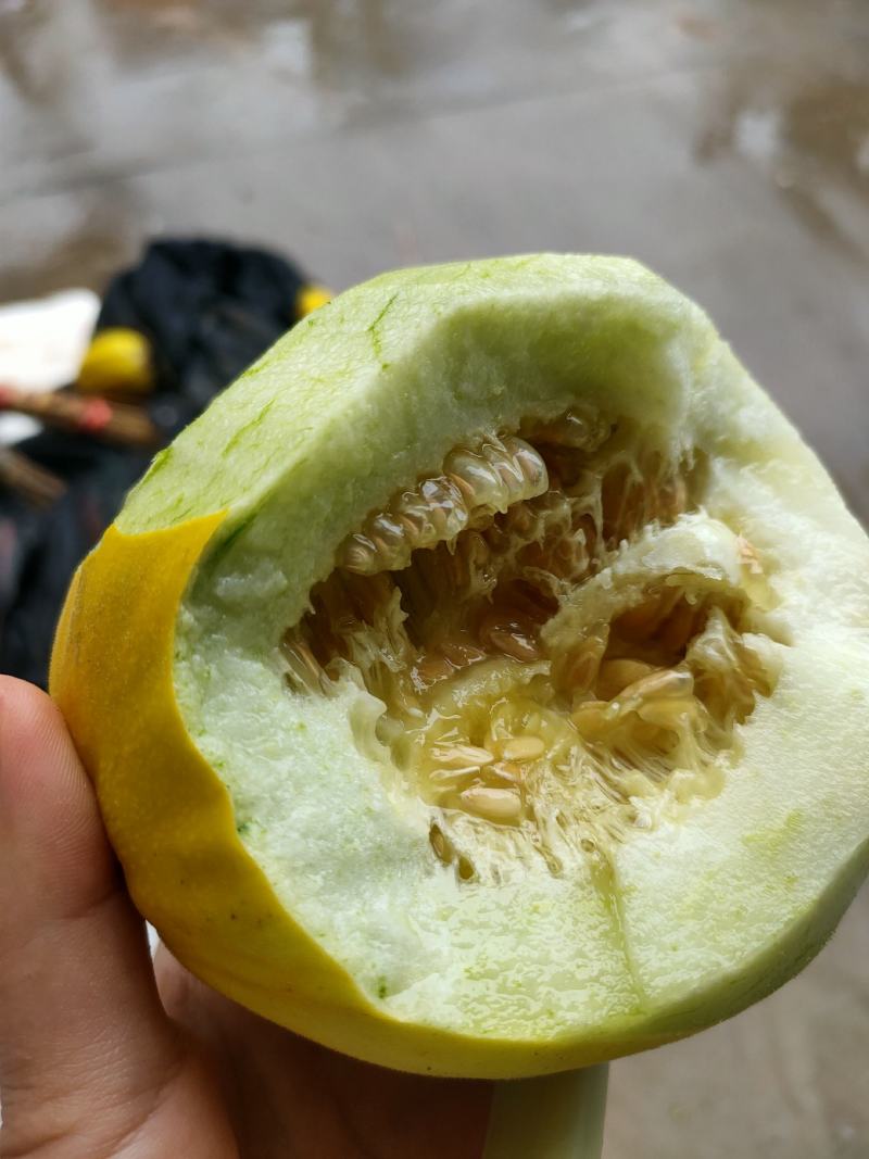 湖北丑八怪甜瓜产地现摘现发颜色好口感甜，可视频看货