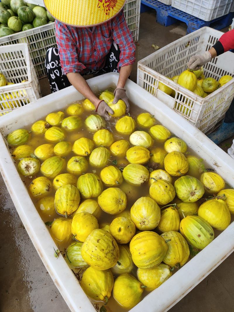 湖北丑八怪甜瓜产地现摘现发颜色好口感甜，可视频看货