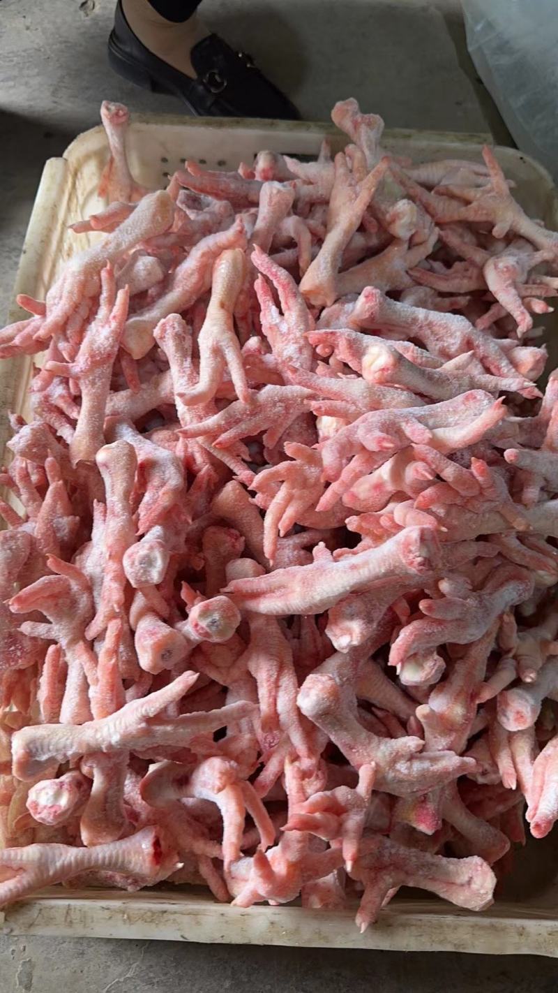 肉食爪大量有货