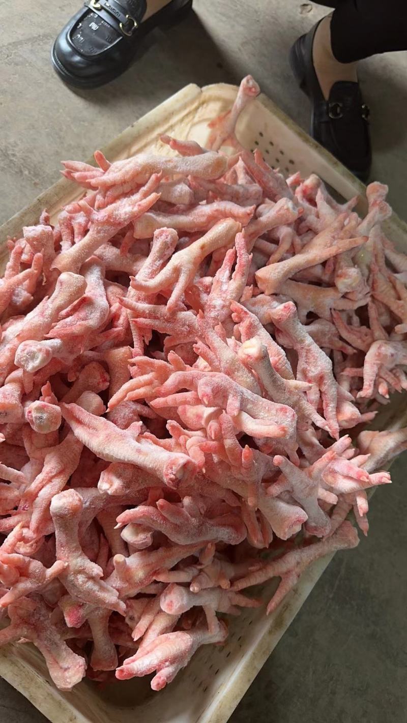 肉食爪大量有货