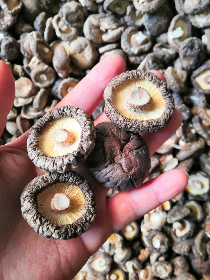 香菇精选香菇短脚颗颗精选肉质厚形状好肉质肥美产地直销