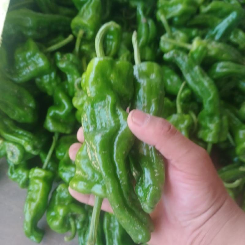 精品泡椒，大量有货，诚信经营，代发全国！