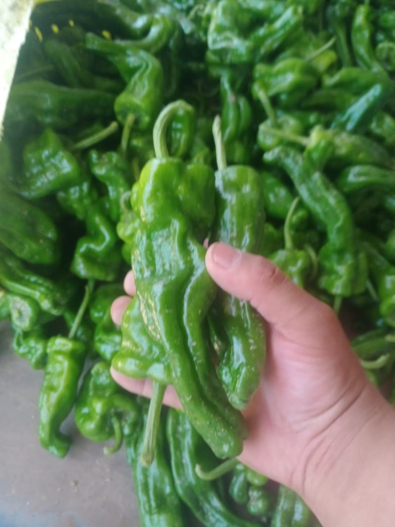 精品泡椒，大量有货，诚信经营，代发全国！