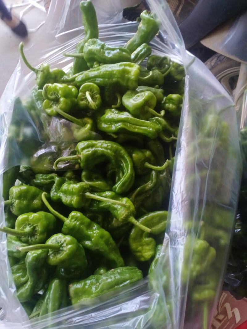 精品泡椒，大量有货，诚信经营，代发全国！