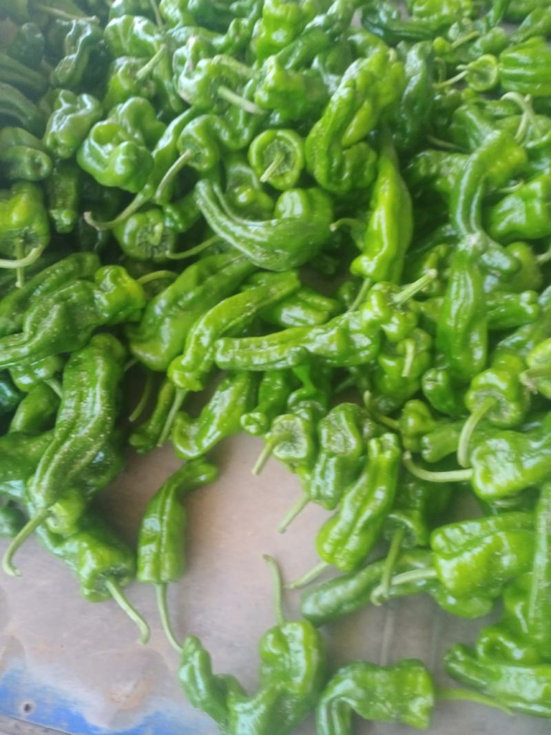 精品泡椒，大量有货，诚信经营，代发全国！