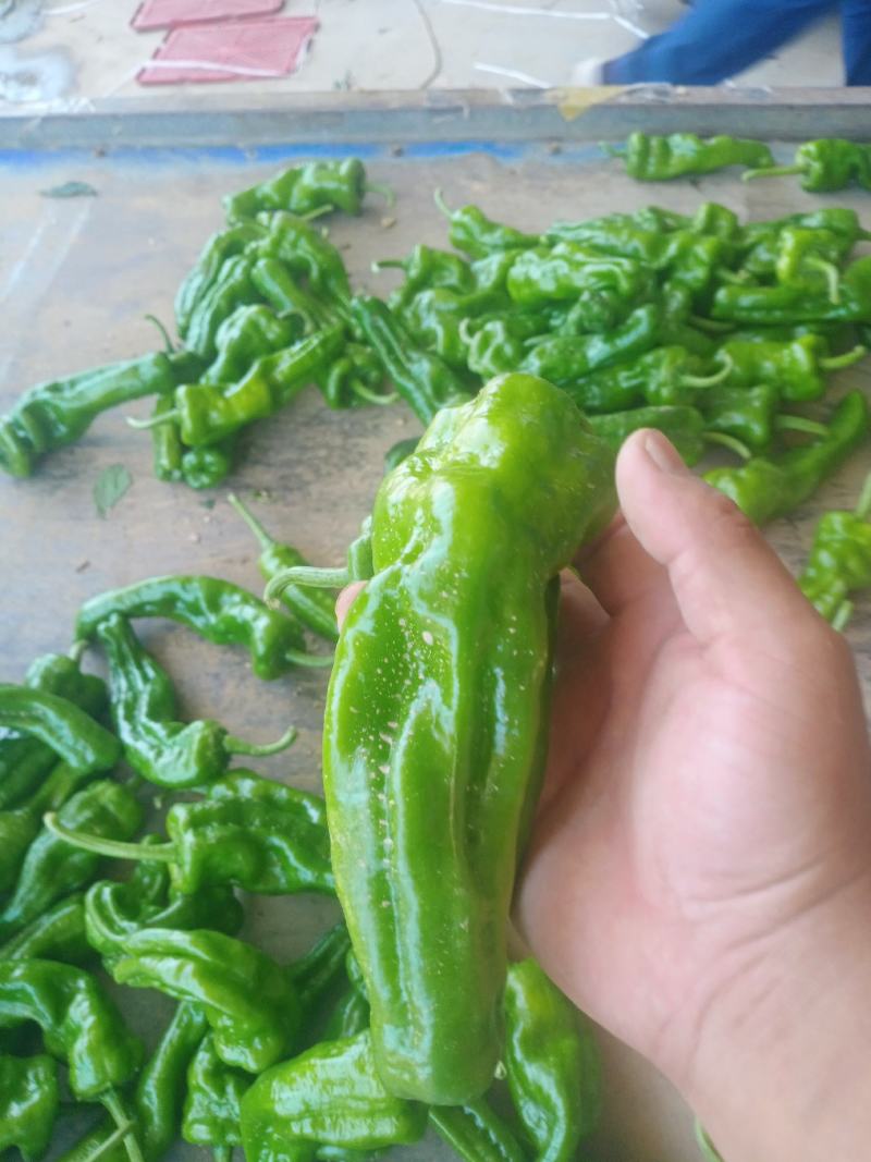 精品泡椒，大量有货，诚信经营，代发全国！