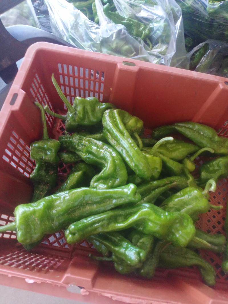 精品泡椒，大量有货，诚信经营，代发全国！