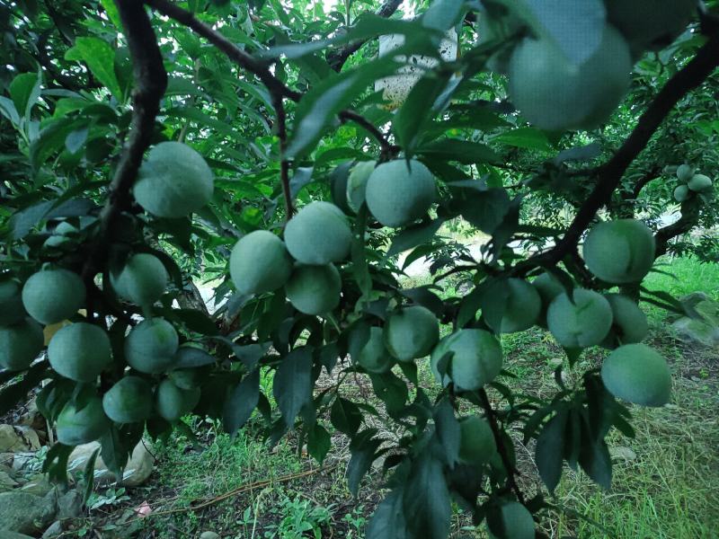 奈李又名桃形李