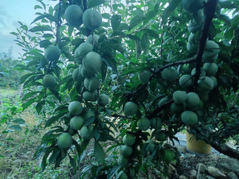 奈李又名桃形李