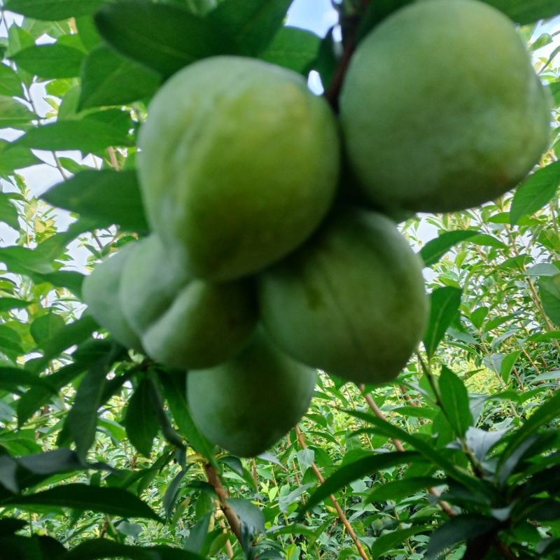 奈李又名桃形李