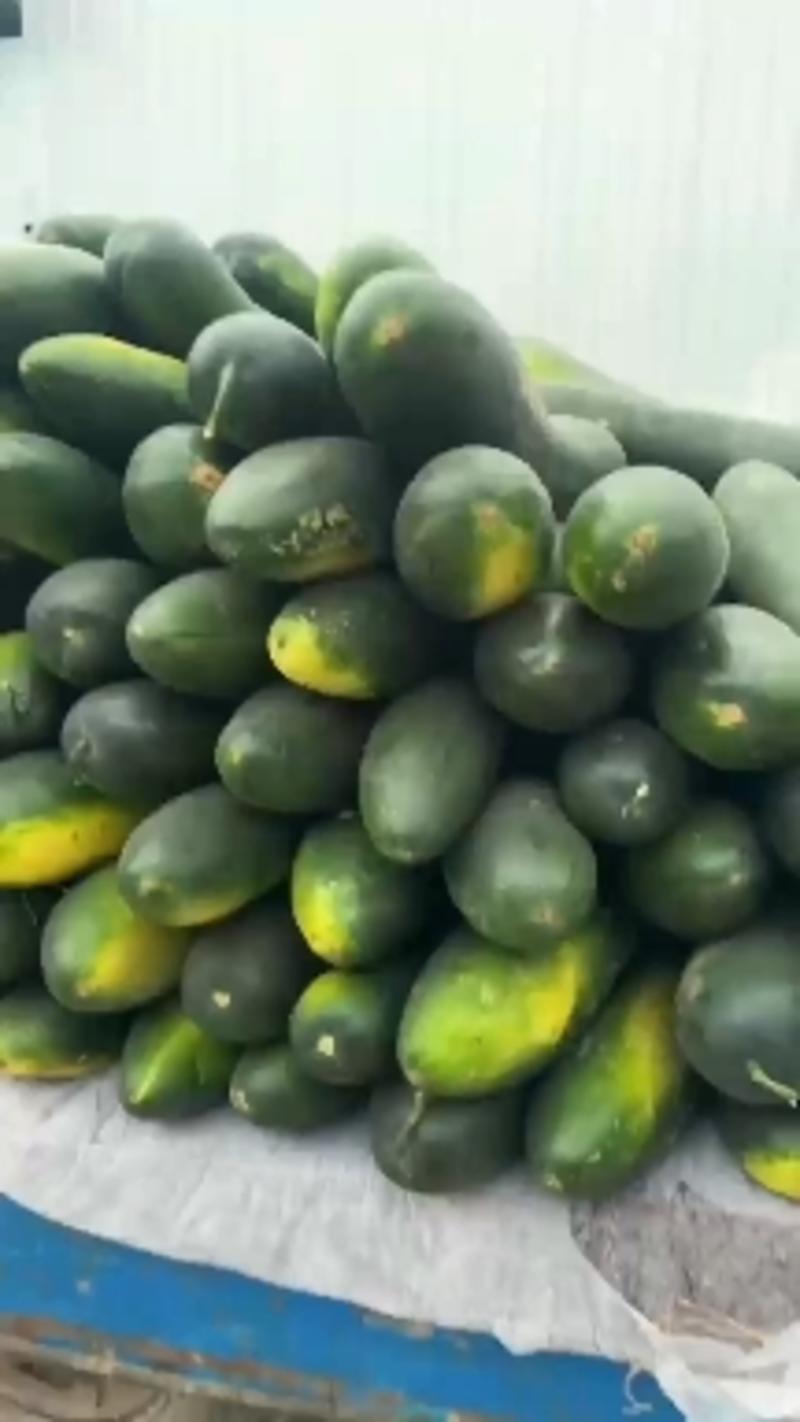 黑皮冬瓜，产地一手货源，15斤起，欢迎新老客户订购。