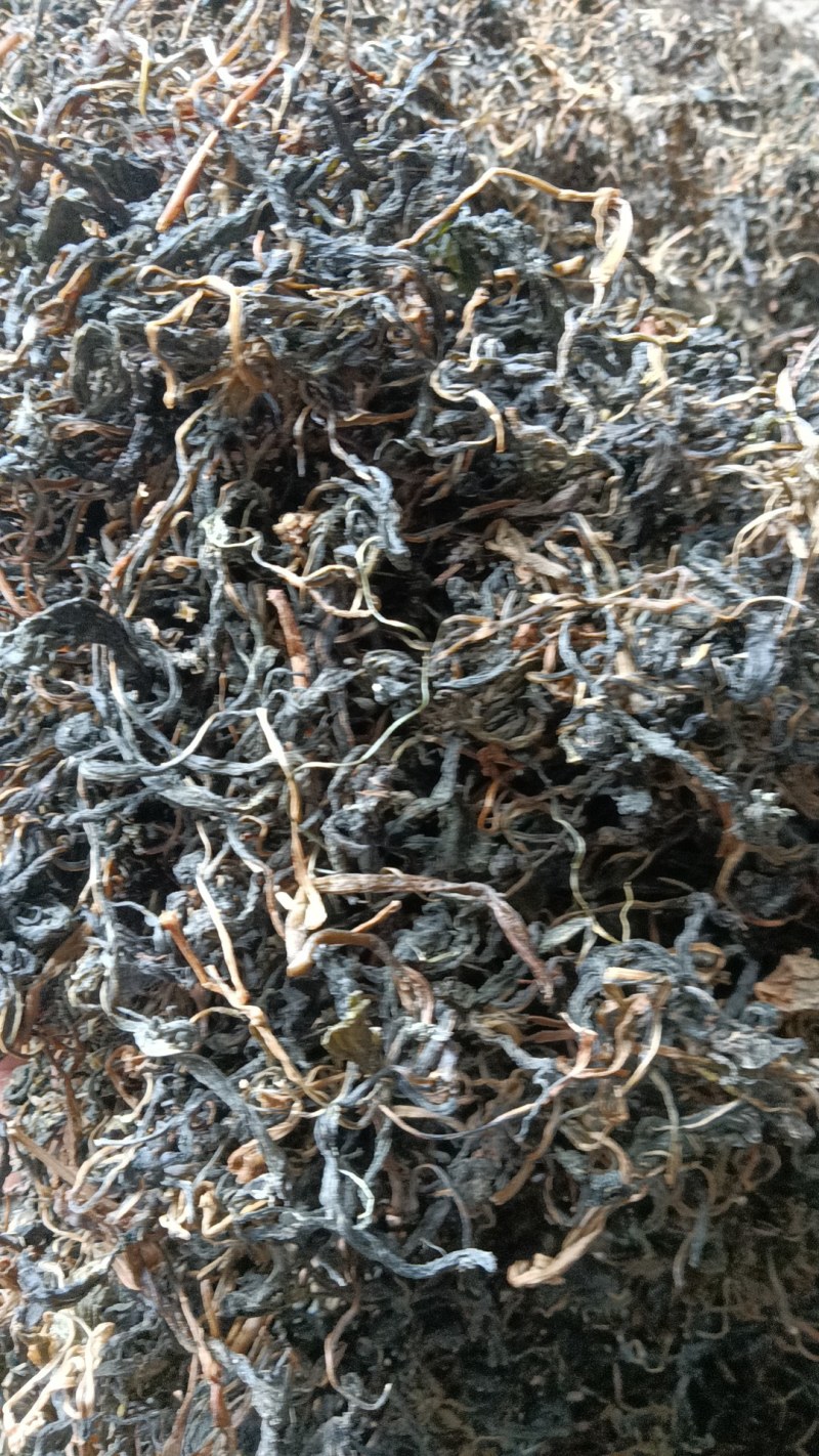 苦斋菜，苦菜干